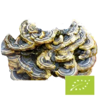Cogumelo Coriolus biológico em pó – 100 g