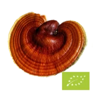 Natura Med Cogumelo Reishi biológico em pó – 100 g